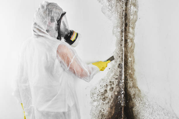 Best Residential Mold Removal  in Nora Springs, IA