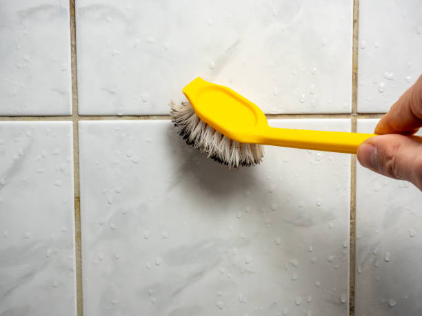 Best Mold Damage Repair  in Nora Springs, IA