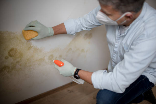 Reliable Nora Springs, IA Mold Removal Solutions