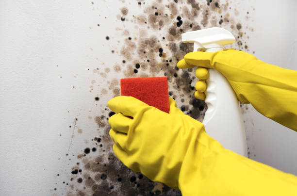 Best Toxic Mold Removal  in Nora Springs, IA