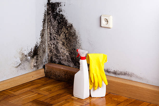 Best Black Mold Removal  in Nora Springs, IA