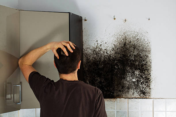 Attic Mold Removal in Nora Springs, IA