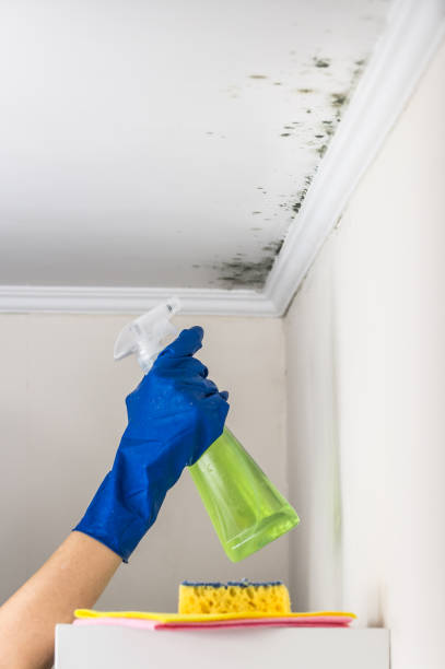 Best Same-Day Mold Removal  in Nora Springs, IA
